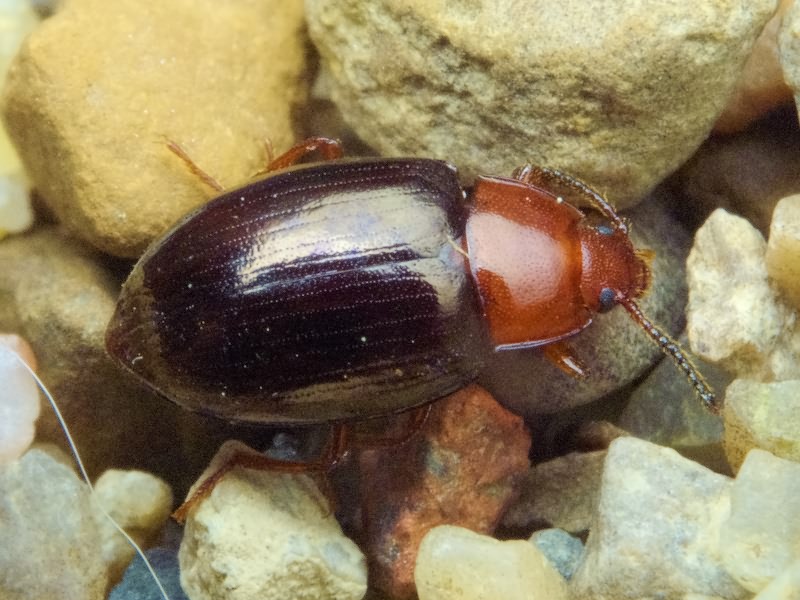 Scaphidema metallicum bicolor (Fabricius, 1798)